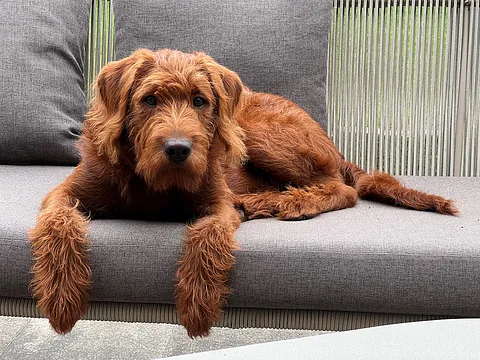Therapiehund Copper